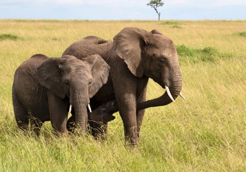 12 Days Rwanda Uganda Safari Adventure