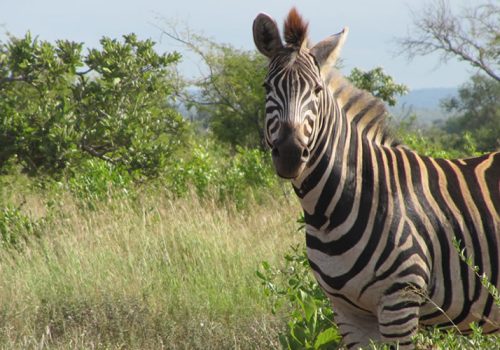 5 Days Rwanda Wildlife Safari Tour