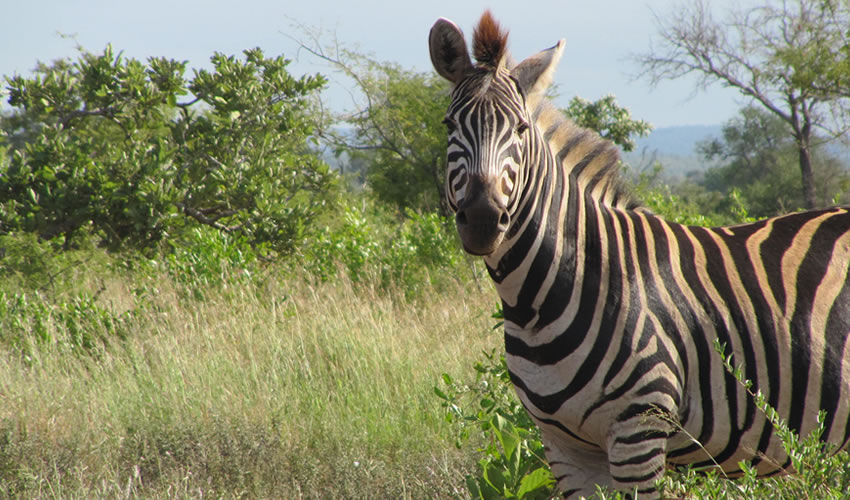 5 Days Rwanda Wildlife Safari Tour