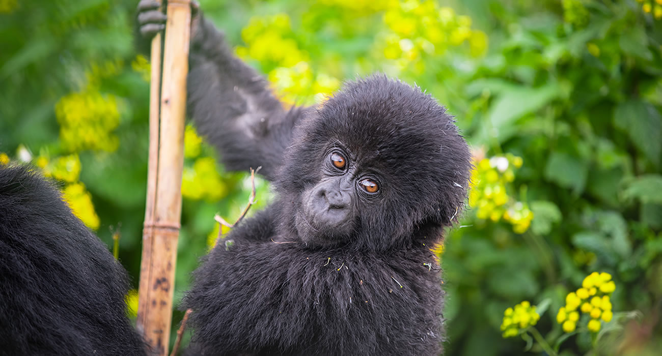 Rwanda Gorilla Tours