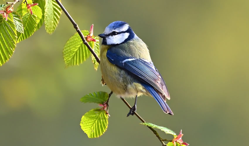 Bird Watching in Rwanda