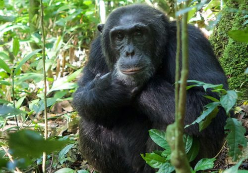 3 Day Rwanda Chimpanzee Tracking Safari
