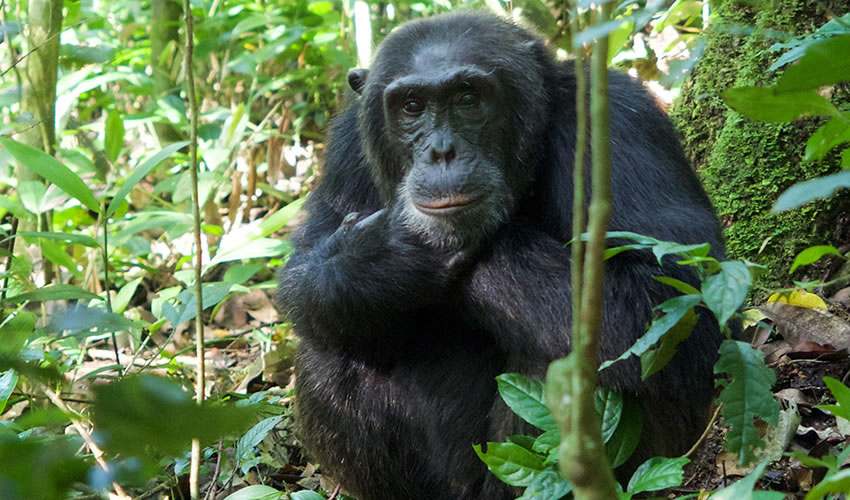 3 Day Rwanda Chimpanzee Tracking Safari