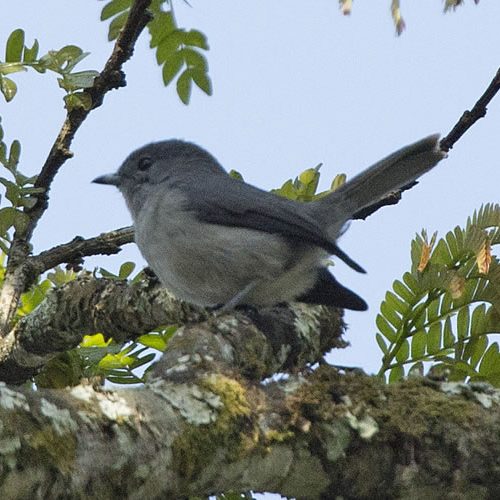 Gishwati Mukura National Park