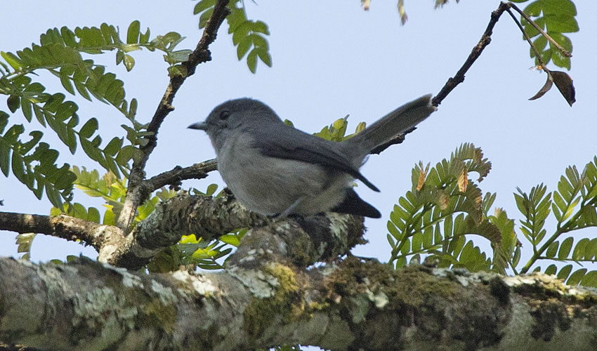 Gishwati Mukura National Park