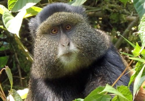 3 Days Gorillas and Golden Monkeys Tracking Tour