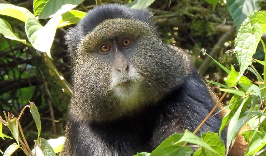 3 Days Gorillas and Golden Monkeys Tracking Tour