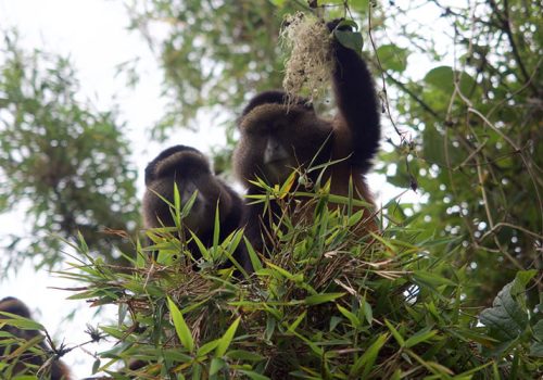 3 Days Golden Monkey Tracking Rwanda Tour