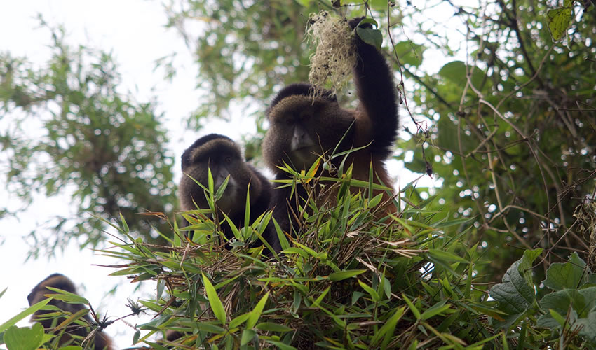 3 Days Golden Monkey Tracking Rwanda Tour