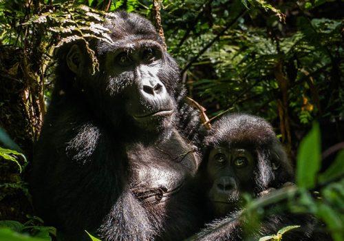 5 Days Best of Rwanda and Uganda Safari