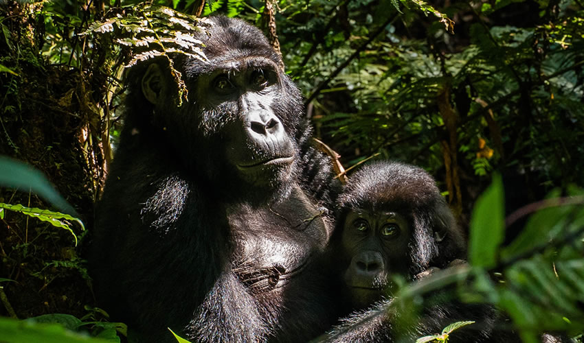 5 Days Best of Rwanda and Uganda Safari