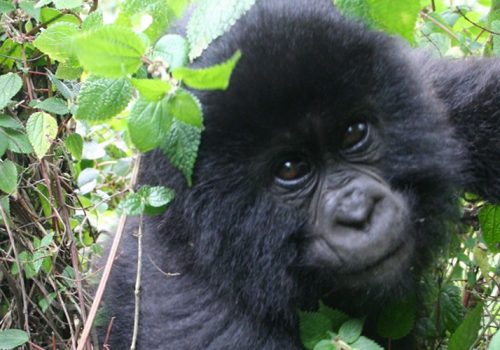 5 Days Gorilla Tracking Rwanda Safari