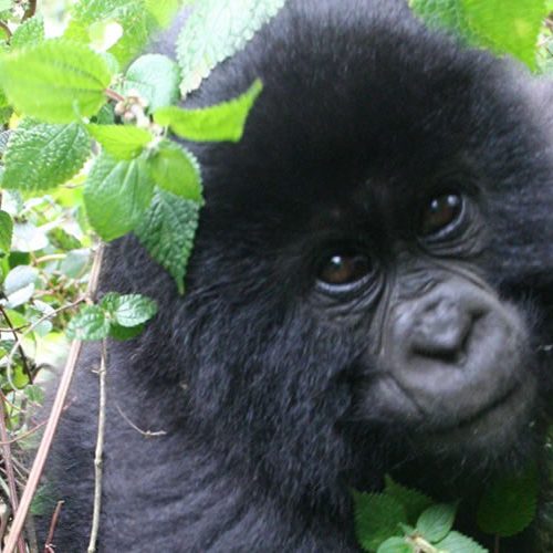 5 Days Gorilla Tracking Rwanda Safari