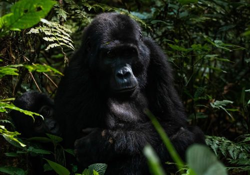 6 Days Gorilla Trekking Tour in Rwanda and Uganda