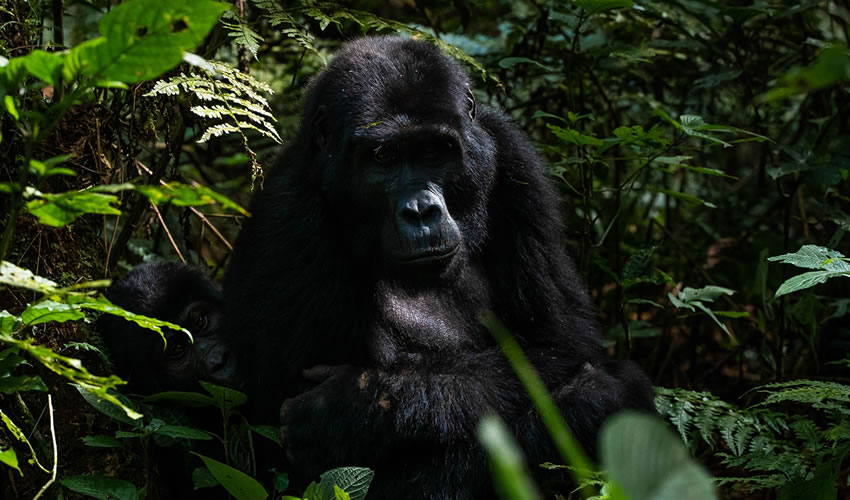 6 Days Gorilla Trekking Tour in Rwanda and Uganda