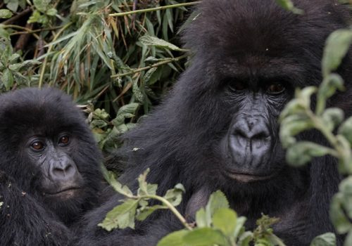 4 Days Double Gorilla Trekking Safari Rwanda