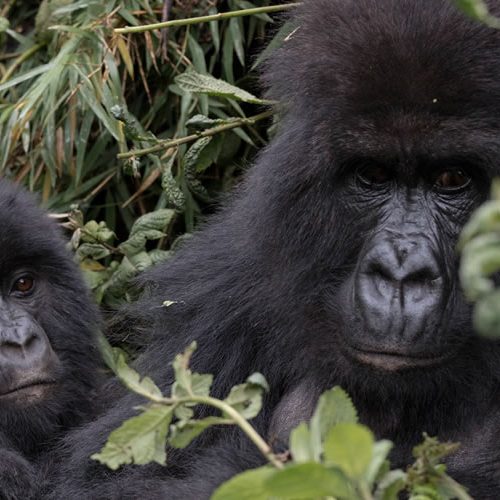 4 Days Double Gorilla Trekking Safari Rwanda