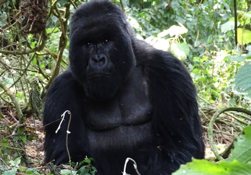 2 Days Rwanda Gorilla Trekking Tour