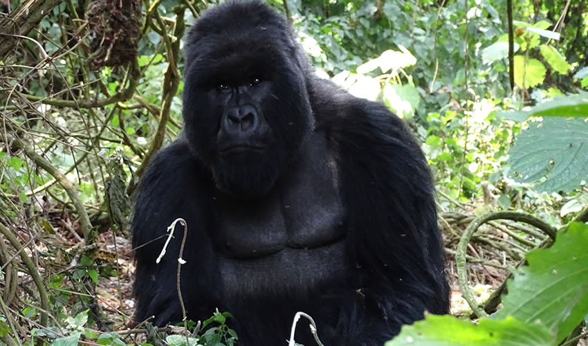 2 Days Rwanda Gorilla Trekking Tour