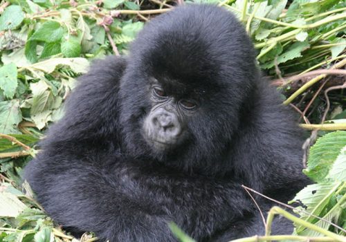 7 Days Rwanda Safari