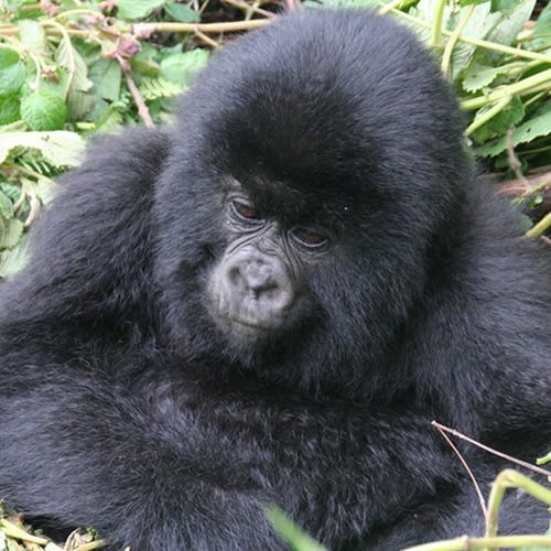 7 Days Rwanda Safari