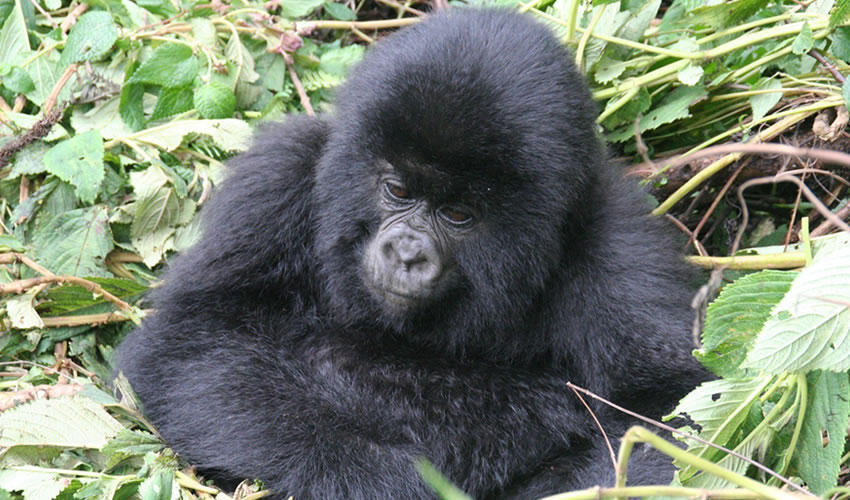 7 Days Rwanda Safari