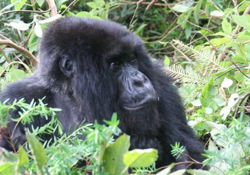 4 Days Gorilla Trekking Rwanda Safari