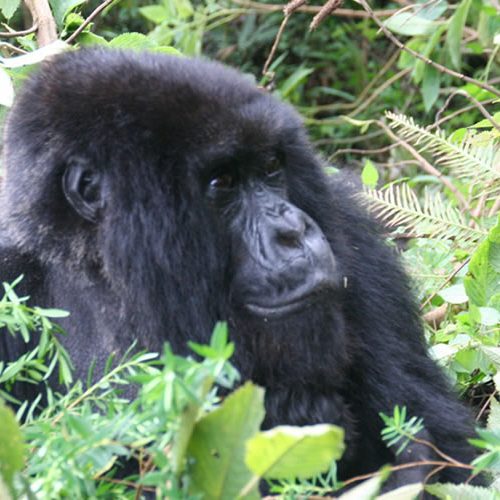 4 Days Gorilla Trekking Rwanda Safari