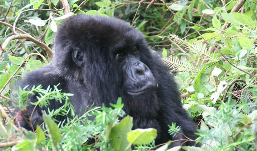 4 Days Gorilla Trekking Rwanda Safari