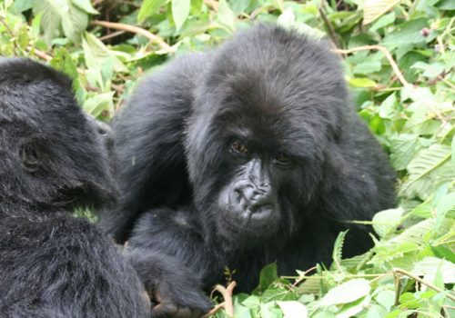6 Days Best of Rwanda Wildlife Safari