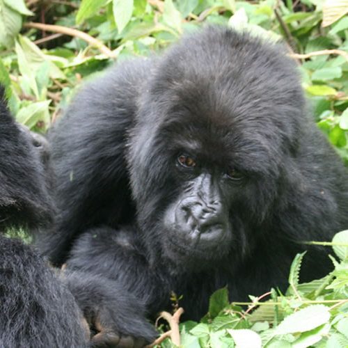 6 Days Best of Rwanda Wildlife Safari