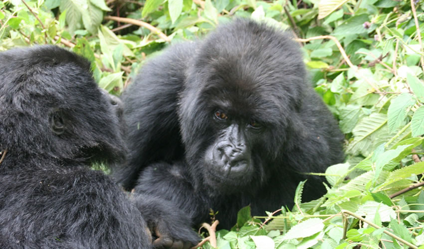 6 Days Best of Rwanda Wildlife Safari