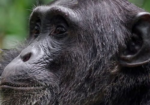 9 Days Uganda Rwanda Primate Tracking Safari