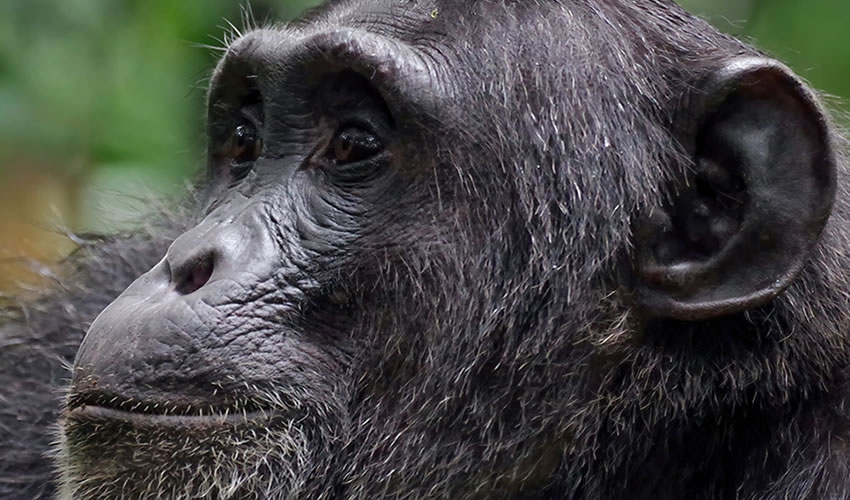 9 Days Uganda Rwanda Primate Tracking Safari
