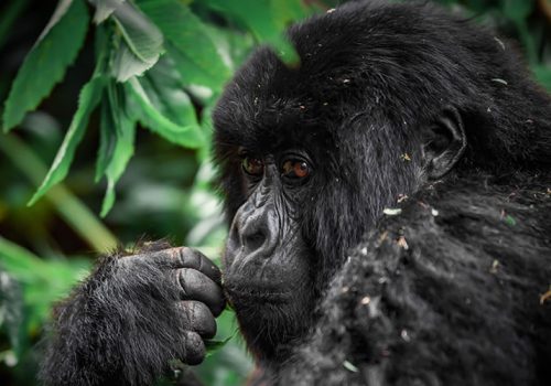 4 Days Double Gorilla Trekking Safari