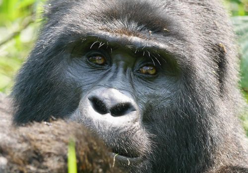 5 Days Rwanda Uganda Gorilla Trekking Safari