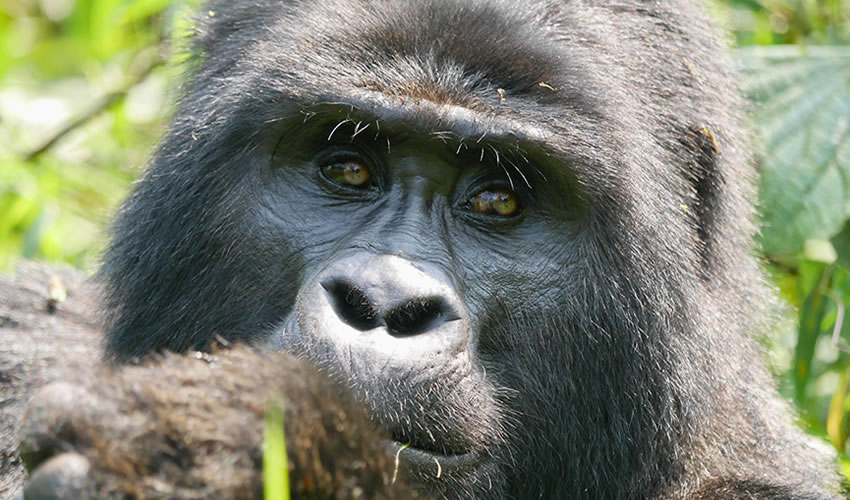 5 Days Rwanda Uganda Gorilla Trekking Safari