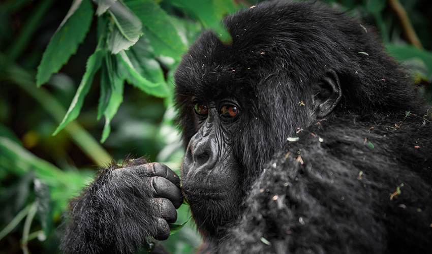 4 Days Double Gorilla Trekking Safari