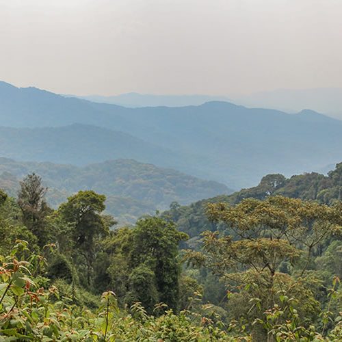 Nyungwe Forest National Park