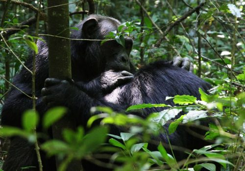 5 Days Nyungwe Forest National Park Safari