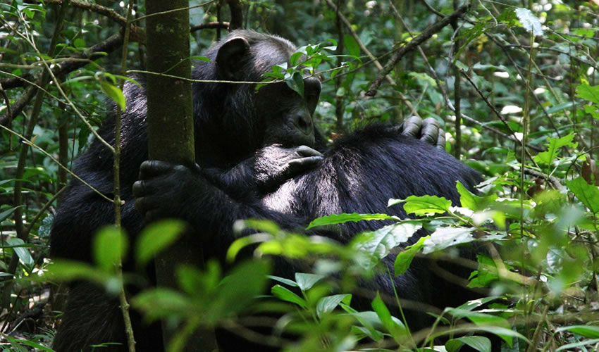 5 Days Nyungwe Forest National Park Safari