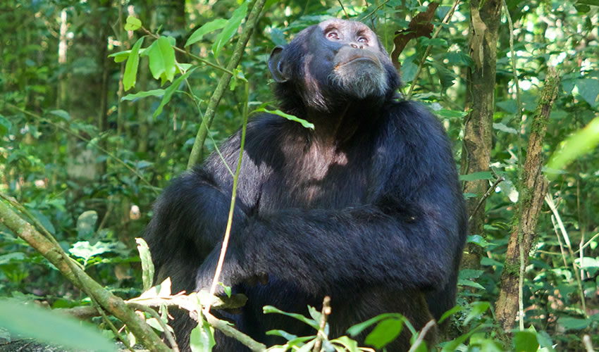 Chimpanzee Trekking in Rwanda