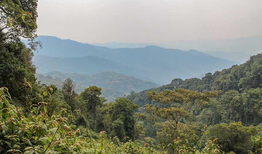 Nyungwe Forest National Park