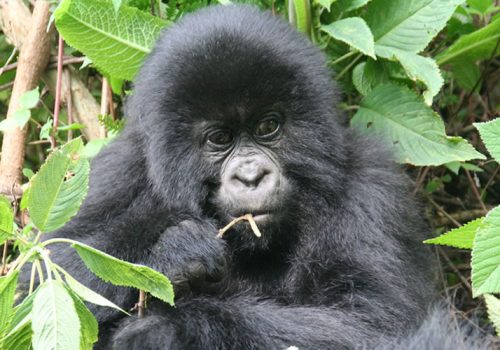 3 Days Gorilla Trekking Tour Rwanda