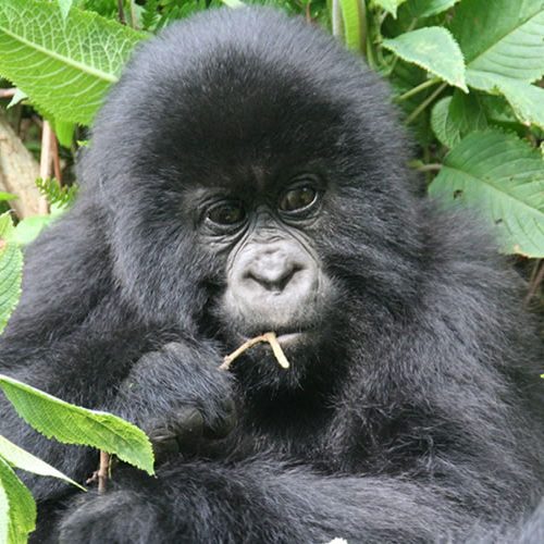 3 Days Gorilla Trekking Tour Rwanda