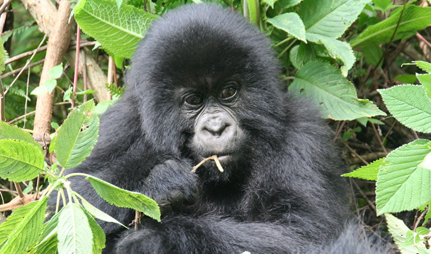 3 Days Gorilla Trekking Tour Rwanda