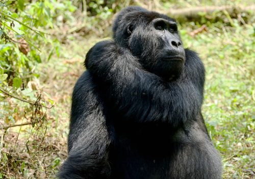 9 Days Rwanda Gorilla Trekking