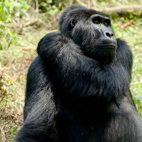 9 Days Rwanda Gorilla Trekking