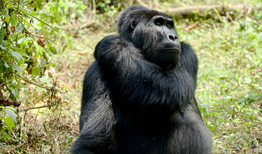 9 Days Rwanda Gorilla Trekking