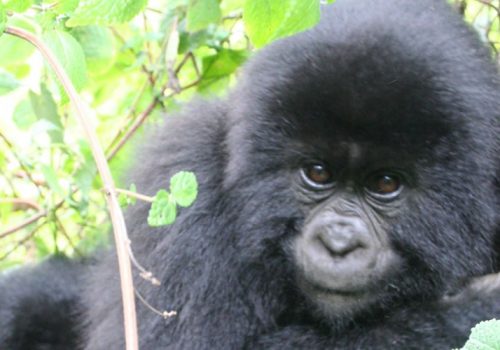 4 Days Rwanda Gorilla Trek